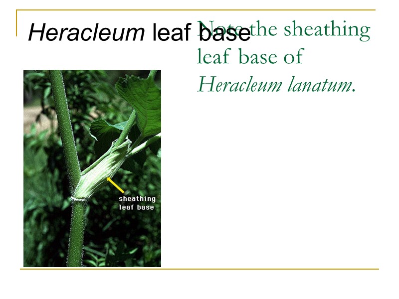 Note the sheathing leaf base of Heracleum lanatum.  Heracleum leaf base